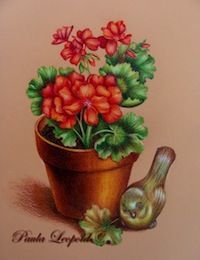 Geraniums Glow