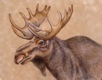Moose