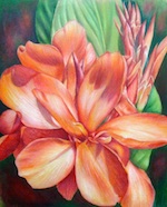 Canna Lily Splash of Color