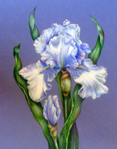 Iris- Full of Grace