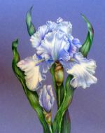 Iris- Full of Grace