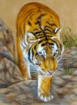 Tiger on the Prowl